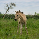 Konik horses